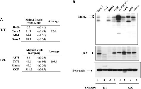 A Single Nucleotide Polymorphism In The Mdm Promoter Attenuates The