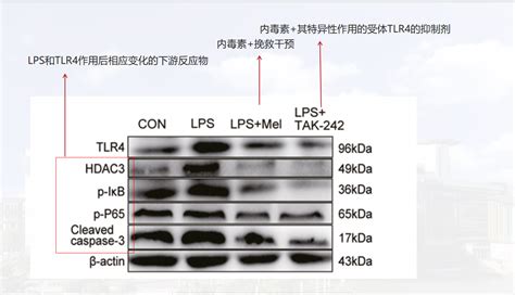 关于使用激动剂和抑制剂研究信号通路 丁香实验