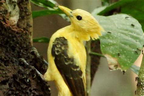 Animais Incr Veis Da Mata Atl Ntica Caracter Sticas E Fotos