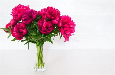 Red Peonies In Vase On White Background Stock Photo Image Of