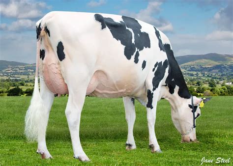 How much milk does a Holstein cow produce a day? - ABS Global UK