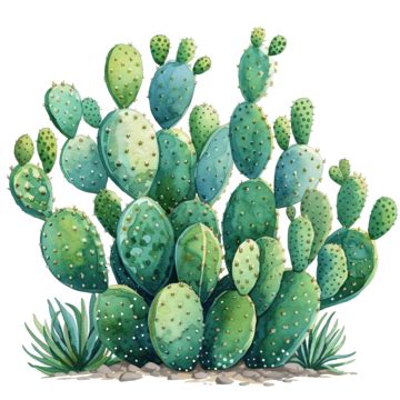 Cactus Plant Watercolor Horizontal Illustration Succulent Watercolor