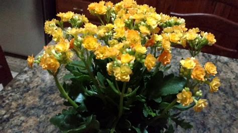 Como Cultivar E Fazer Florescer A Flor Da Fortuna Kalanchoe Blossfeldiana Plantasonya O