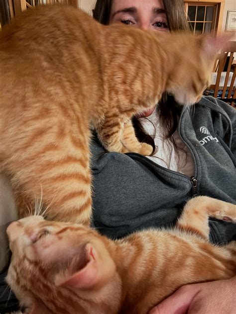 Rico the Flash and Milo the Turbo Cat (@lifewithricoandmilo