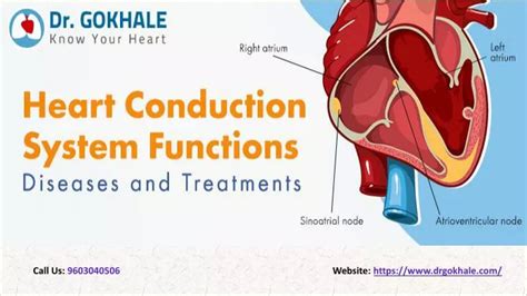 Ppt Heart Conduction System Functions Diseases And Treatments Dr