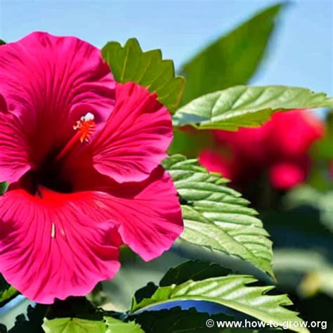 Best Hibiscus Varieties For Zone A Gardens Expert Recommendations