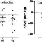 Individual BP changes in wild type wt and in MBP1 α syn tg mice in