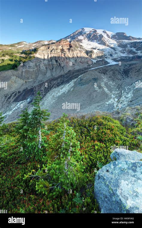 Mount Rainier And Subalpine Heather Meadow Paradise Mount Rainier