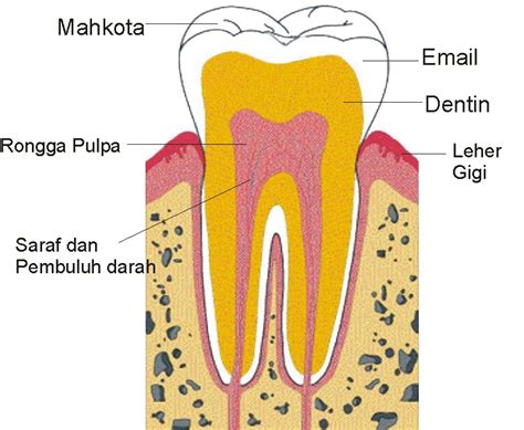 Bagian Bagian Mulut Dan Fungsinya Terlengkap Dalam Si