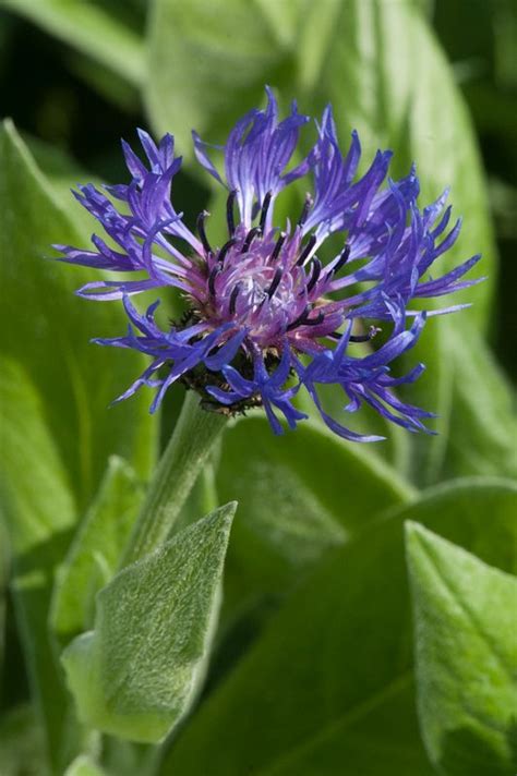 Https Flic Kr P Sxladv Centaurea Montana Centaurea Montana Mid