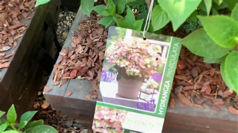НОВИНКА. HYDRANGEA POLESTAR (R) 'Berg14'Идеальная гортензия для ...
