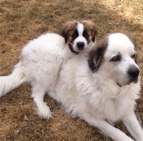 Pin on dogs | St bernard puppy, Exotic pets, Dog mixes