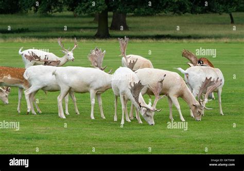 houghton hall, norfolk, england Stock Photo - Alamy