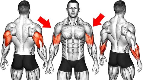 5 Exercises To Build Bigger Arms Without Heavy Weights Youtube