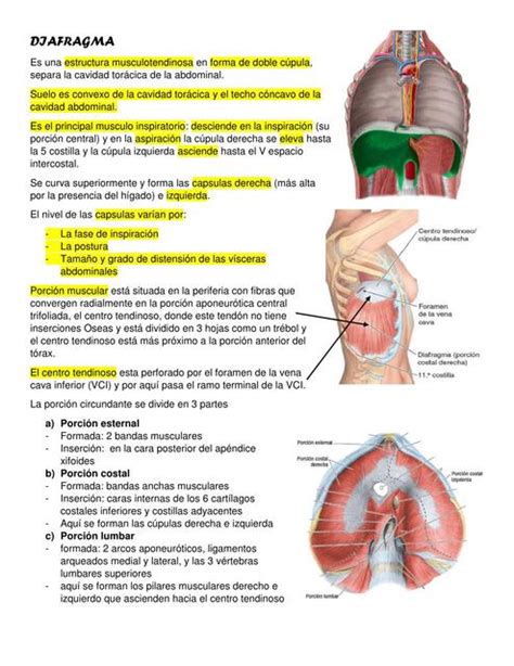 Diafragma Diafragma Resumen De Anatom A Udocz