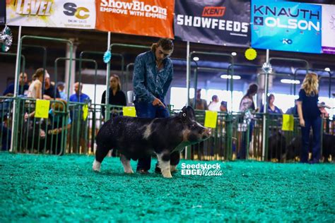 Njss Berkshire Barrow Show National Swine Registry