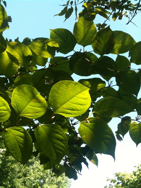 Tree Leaves Free Stock Photo - Public Domain Pictures