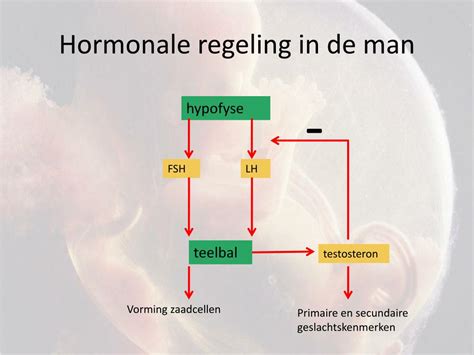 Ppt Voortplanting En Ontwikkeling Powerpoint Presentation Free