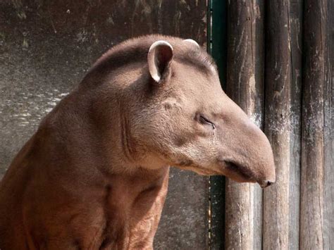 Tapir Facts Pictures And Video Learn About This Rare Rainforest Mammal