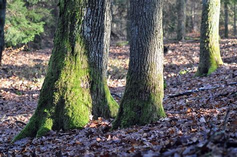 Corteccia Alberi Un Orso In Campagna