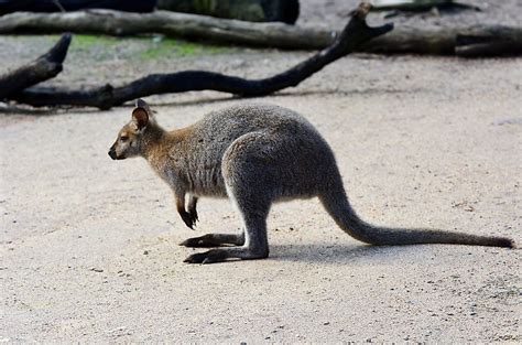 Different Kangaroo Species