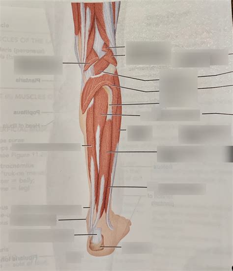 Muscles Of The Posterior Leg Diagram Quizlet