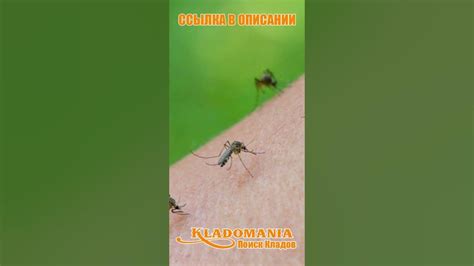 ЛУЧШЕЕ СРЕДСТВО от КОМАРОВ. Приспособление для отпугивания комаров в ...
