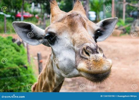 La Cara De La Jirafa Del Primer En El Safari De Tailandia Foto De