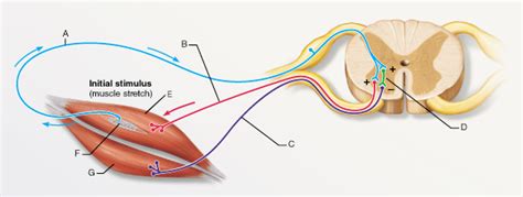 Solved Classify the neuron at A. A. interneuron | Chegg.com