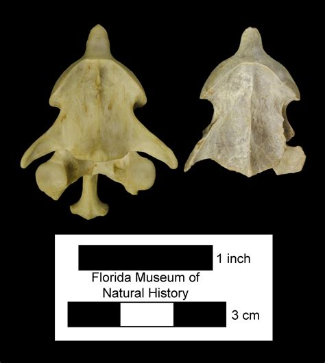 Featured Fossil Montbrook Otter Myfossil