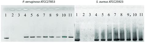 Phmg Cl Inhibits Pcr Amplification Of 16s Rdna Target Sequences From Download Scientific