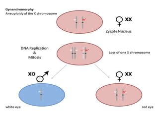 Sex Determination In Drosophila PPT