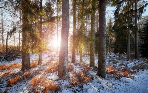 Premium Photo | Forest at sunset beautiful winter landscape