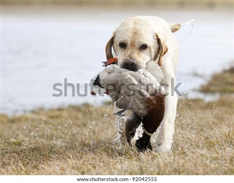 Yellow Labrador Retriever Hunting Duck Stock Photo (Edit Now) 92042555