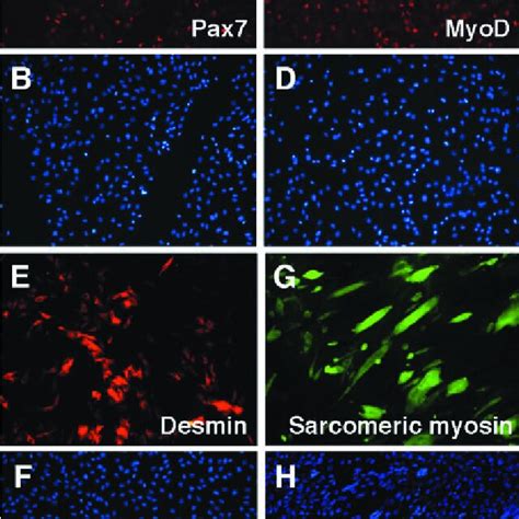 Myogenic Marker Expression In Goat Skeletal Muscle Stem Cells Pax7 A