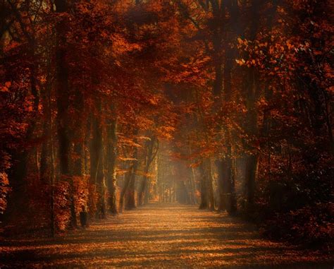 Wallpaper Sunlight Trees Landscape Forest Fall Leaves Nature Morning Mist Spain Path