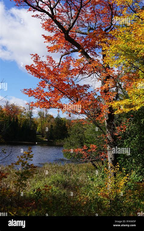 Fall Colours in Muskoka Stock Photo - Alamy