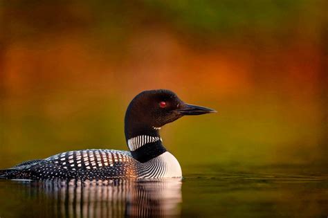 Minnesota State Bird The Common Loon