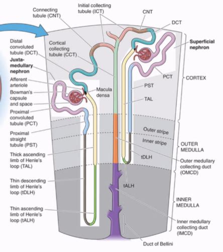 Glomerular Filtration And Its Control Flashcards Quizlet