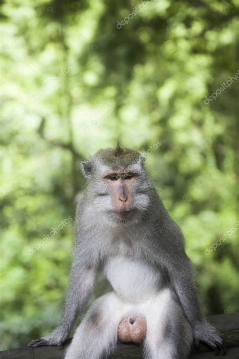 Mono de cola larga balinés Macaca fascicularis en el Santuario del