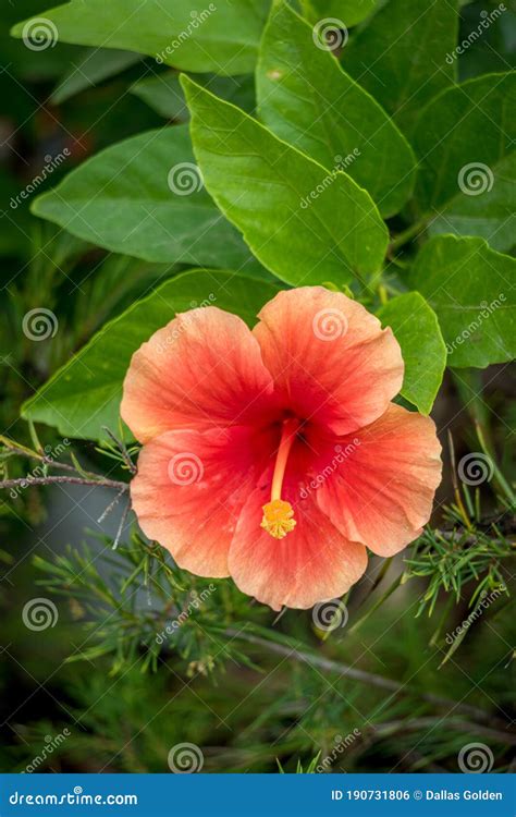 Close Up Of A Hibiscus Flower Stock Photo Image Of Spring Natural