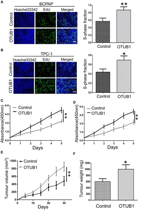 Ectopic Expression Of Otub1 Fosters Ptc Cell Proliferation In Vitro And