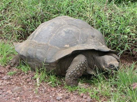 Identificada Una Nueva Especie De Tortuga Gigante En Una Isla De