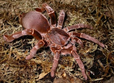 King Baboon Tarantula (Pelinobius muticus) - Tarantula Friendly