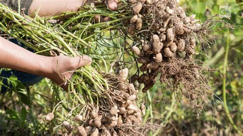 Growing Peanuts At Home Key Points To Remember