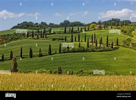 La Foce Cypress Tree Lined Road In Val D Orcia Scenic Landscape In