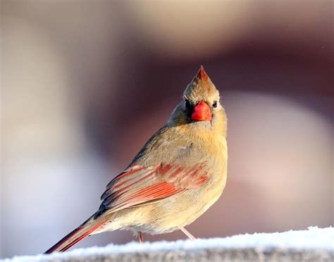 Premium Photo Female Northern Cardinal