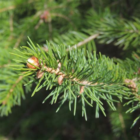 Épinette blanche Association forestière du sud du Québec