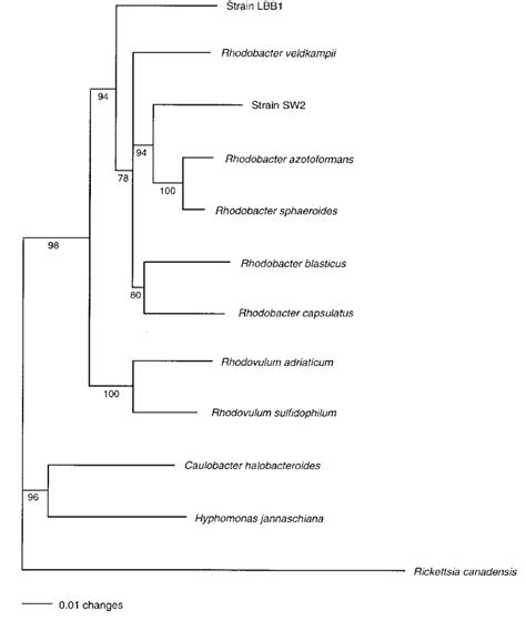 Phylogenetic tree of the 16S rRNA gene sequence dataset including ...