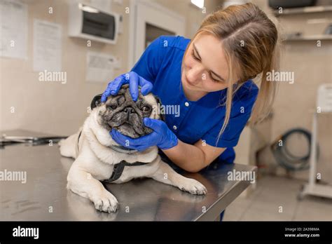 Young Professional Female Veterinarian Doctor Hold Pug Dog Before Exam